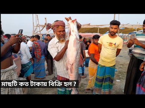 বাজারে উঠেছে পদ্মা নদীর বিশাল আইর মাছ । Big Cat Fish in our market | EP : 10 | #catfish #bigfish