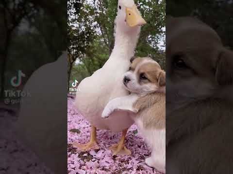 baby dog friendship with Duck #shortvideo #smartdog