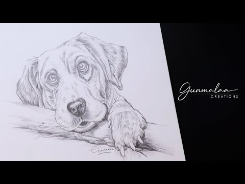 Golden Retriever Dog Sketching