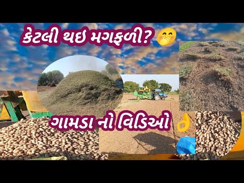 GAMDA nu jivan || KHETIBADI || magafali ketli thai | મગફળી નું મશીન || farminglife farm  #farming