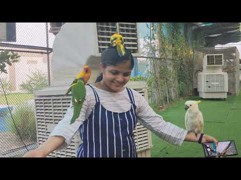 uae pygmy zoo ajman ajman zoo,ajman attraction ajman,petting zoo kids friendly zoo pet animal