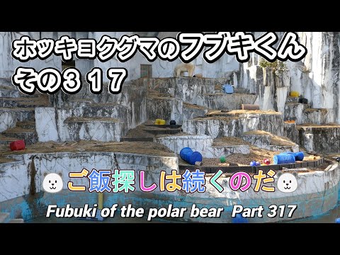 ホッキョクグマのフブキくん（３１７）🐻‍❄️ご飯探しは続くのだ🐻‍❄️（東山動植物園）Fubuki of the polar bear Part 317