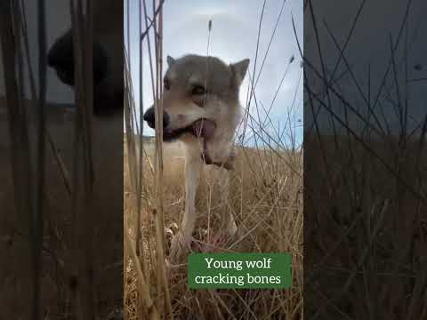 Wolf cracks bones #wolf #wolfpack