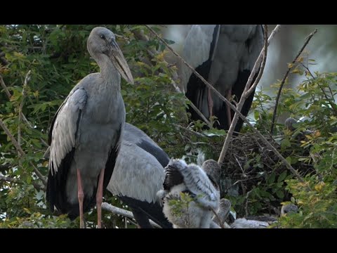 EP71. Asian openbill bird It's amazing to protect a little baby in the nest.