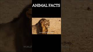 AMAZING AND INTERESTING FACTS ABOUT ANIMAL/WORLD DISCOVERY WITH SOHAIB SARDAR/#unknownfacts /#facts