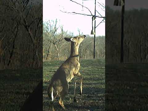 Deer Hammering Scrape 🦌