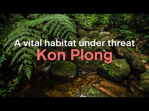 The forests of Kon Plong, Vietnam