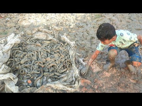 আজকে অবিশ্বাস্য ভাবে খাল থেকে বাইন মাছ শিকার | Amazing fishing video | village fish video