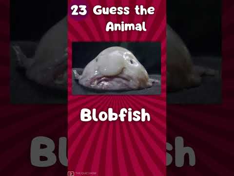 Guess 50 Animals in Just 3 Seconds – Can You Do It?|The Quiz Show