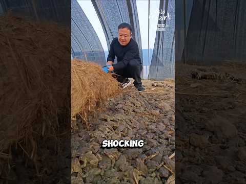 Toad Farming in China