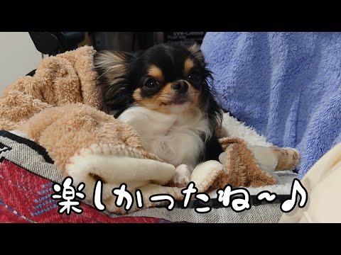 チワワドッキリ？！飼主不在の留守宅に突然訪問して女同士で過ごしてみた♪