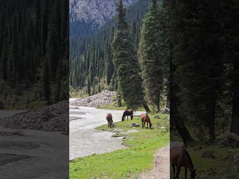 하이킹 중 만난 말 Horses that suddenly appeared while hiking