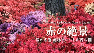 【絶景】館林市つつじが岡公園/関東を代表するツツジ園/花動画/群馬観光旅行vlog / Tsutsujigaoka Azalea Park in Tatebayashi, Gunma