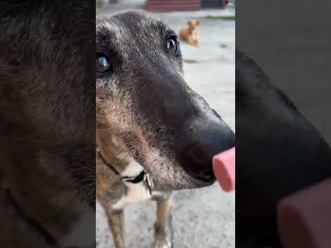 Hot dog party for street dogs in El Calafate, Argentina