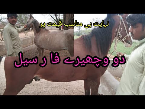 jhang aspa mela 17.3.2024.jhang horse Mandi festival 2024.horse mela.naizabazi vedeo