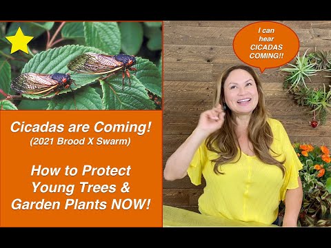 CICADAS ARE COMING! Brood X (10) Cicada Swarm 2021 🐛 How To PROTECT YOUR TREES NOW!  Shirley Bovshow