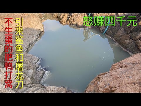 【阿向趕海】不生蛋的肥鴨打窩 引鯊魚大青龍結隊成群，魚獲爆桶高達4000元