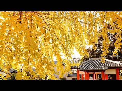 深まる黄色に冬実感　境内染める落ち葉　南あわじ、八坂神社のイチョウ