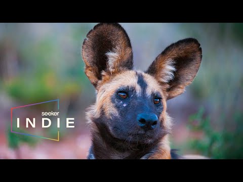 How Scientists Are Saving South Africa’s Painted Dogs  | Part of the Pack