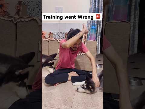 Dog training went wrong 😾#shorts #dog #taubatauba #trendingsongs