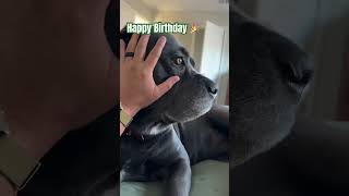 Kona the Corso’s 7th Bday 🎉 #canecorso #birthday #puppy #cute #italian #mastiff #guard #dog #corso