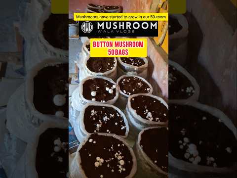 Button mushroom farming at home in India #shorts #buttonmushroom #mushroom #agriculture