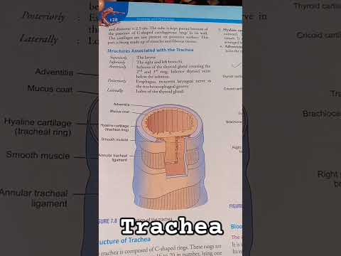 Structure of trachea#anatomy#science#biology#short#trending#trendingshorts#viralvideo#explore