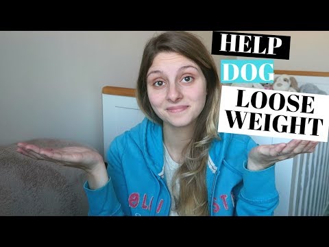 HELP DOG TO LOSE WEIGHT - LIVE TIPS