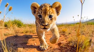 Baby Cute Animals ~Relaxing Music That Heals Stress, Anxiety and Depressive Conditions, Gentle Music