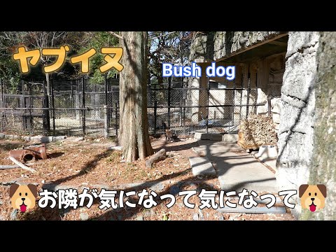 ヤブイヌ　🐶お隣が気になって気になって🐶（東山動植物園）Bush dog （Higashiyama Zoo and Botanical Garden in Nagoya city Japan）