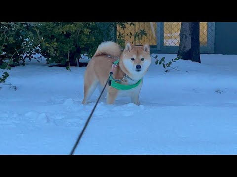 雪道で柴犬を散歩するとこうなります。