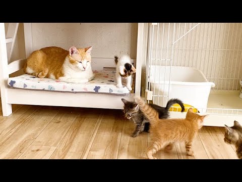 子猫たちを優しく見守る先住猫