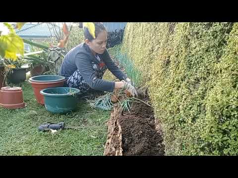 ibalhin ta ni tanum bi#plantingspringonion#springonions #smallgarden