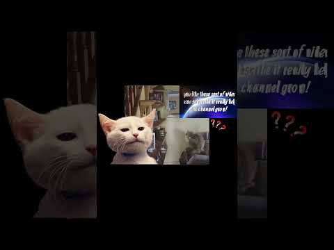 Stevie's Lightning-Fast Laser Chase! #Shorts @Sukoto140  #laughoutloudpets #cat #rainsounds