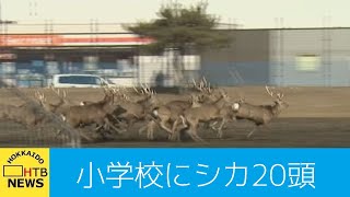 激撮！市街地を疾走するエゾシカ２０頭　苫小牧市の小学校のグラウンドに出現