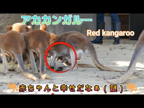 アカカンガルー　🦘赤ちゃんと幸せだなぁ（謎）🦘（東山動植物園）Red kangaroo