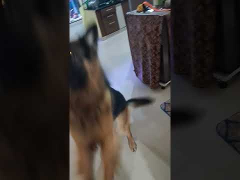 Status Germanshepherd Dog #viral #trending #dogshort #funny #doglover #fun with chimmy and neelu