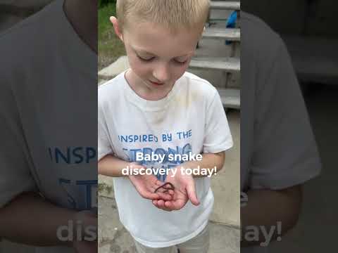 Baby Snake Discovery #snakes #kidsvideo #farm