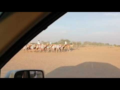 Camels | ഒട്ടക സവാരി