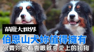 令人心動的伯恩山犬：顏值與性格並存的夢想夥伴#伯恩山犬 #萌寵計劃 #萌寵出道計劃