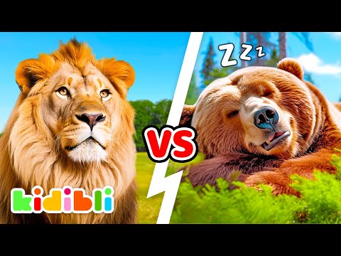 Lions VS Bears, Who's the strongest? 🦁🐻 | Animal Educational Videos for Children | Kidibli