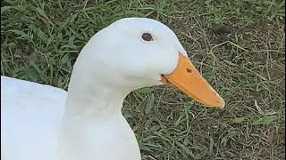 How  male and female Pekin ducks sound