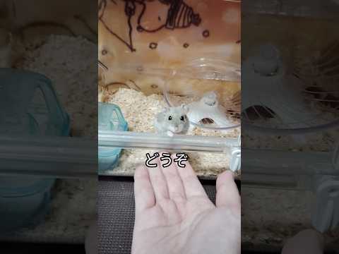 ハムスターを誘ってみた（ピク）#ハムスター #ハムちゃん #hamsters #ジャンガリアンハムスター #可愛い #ペット #cute #癒し#お誘い