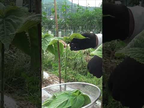 텃밭 깻잎 가을까지 제대로 먹는 방법 #shorts  #farming #gardening #garden