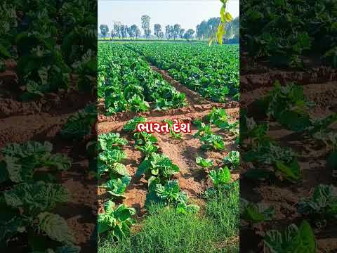 Khet 🌿#trending #hindi #india #newsong #utarayan #songviral #song #viralshort #viralshorts #newsong