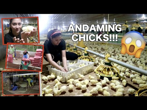 WHAT WE DO BEFORE CHICKS ARRIVAL! (POULTRY FARM) | Miss Menchie