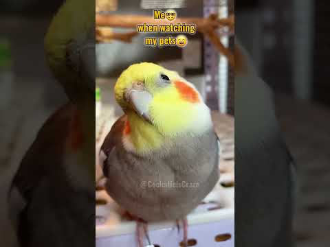 I turn into hilarious sound machine, reacting to my pets' cuteness! 😄  #cockatielscraze