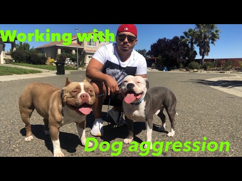 Working with dog aggression