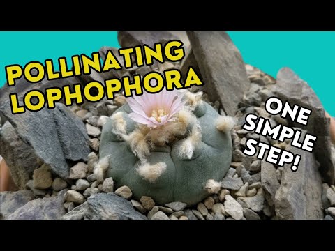 How to pollinate Lophophora Williamsii / Peyote (PLUS 8 month old seedlings update!)