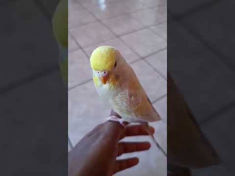 My Budgie Sunshine finally trusts me